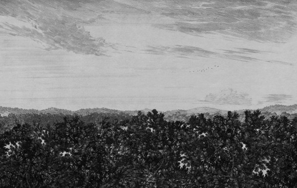 SANDBERG Wandbild Oak view graphite 658_31